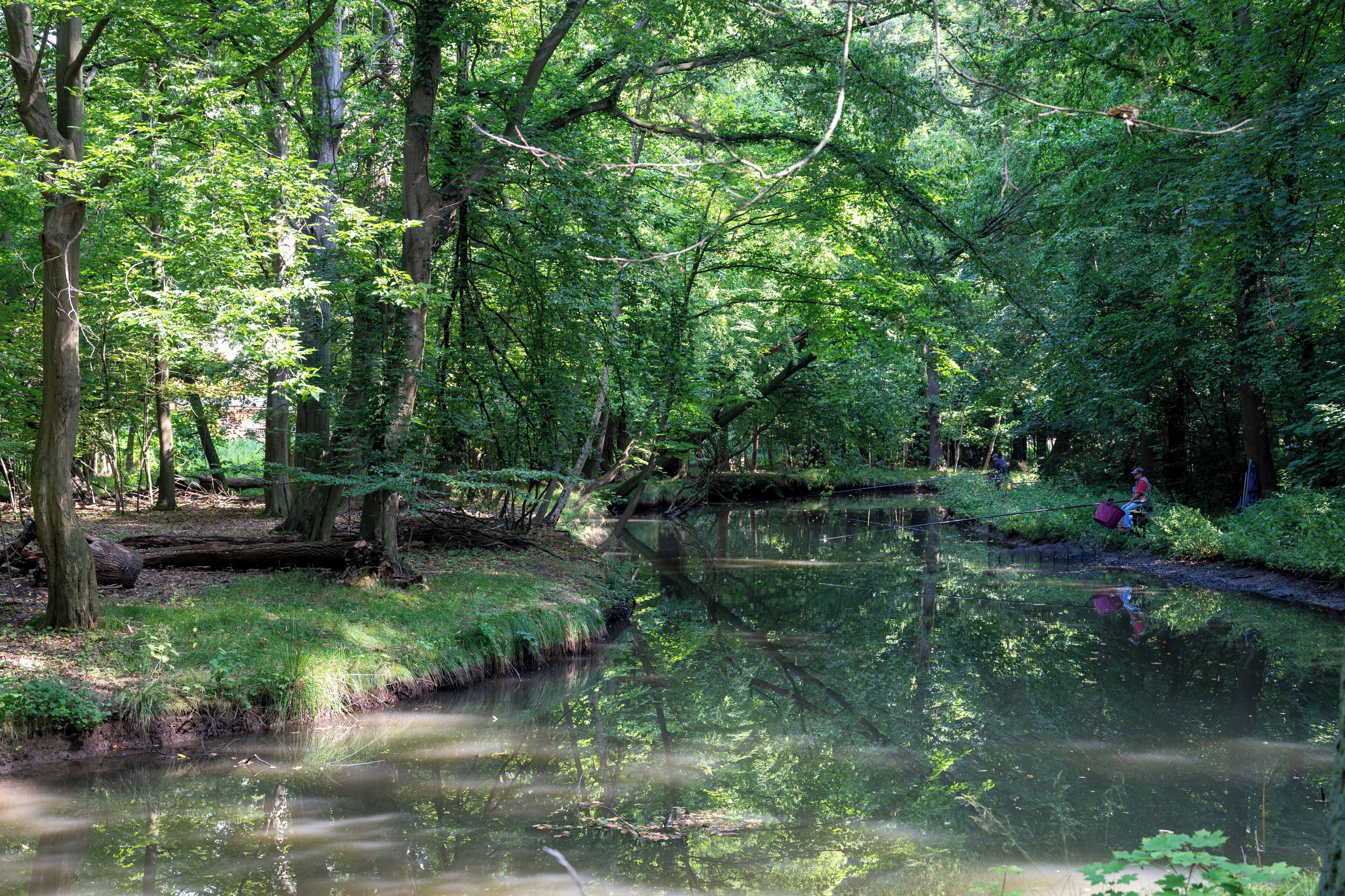 A serene forested area with a calm stream, dense greenery, and a fallen tree across the water.
