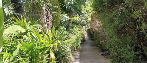 A narrow pathway flanked by dense foliage, leading into a shaded area.
