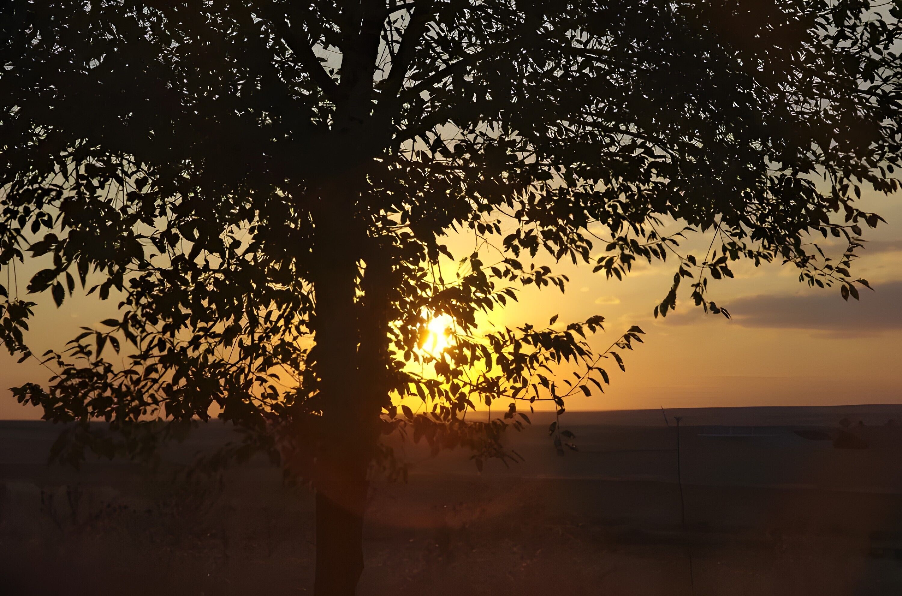 Un arbre sur fond de coucher de soleil.