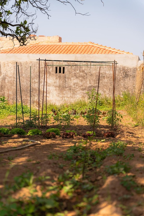 A garden with plants and a structure with a window. - Holiday Home 'Picturesque in Northern Portugal' with Private Garden, Balcony and Wi-Fi (Braga)
