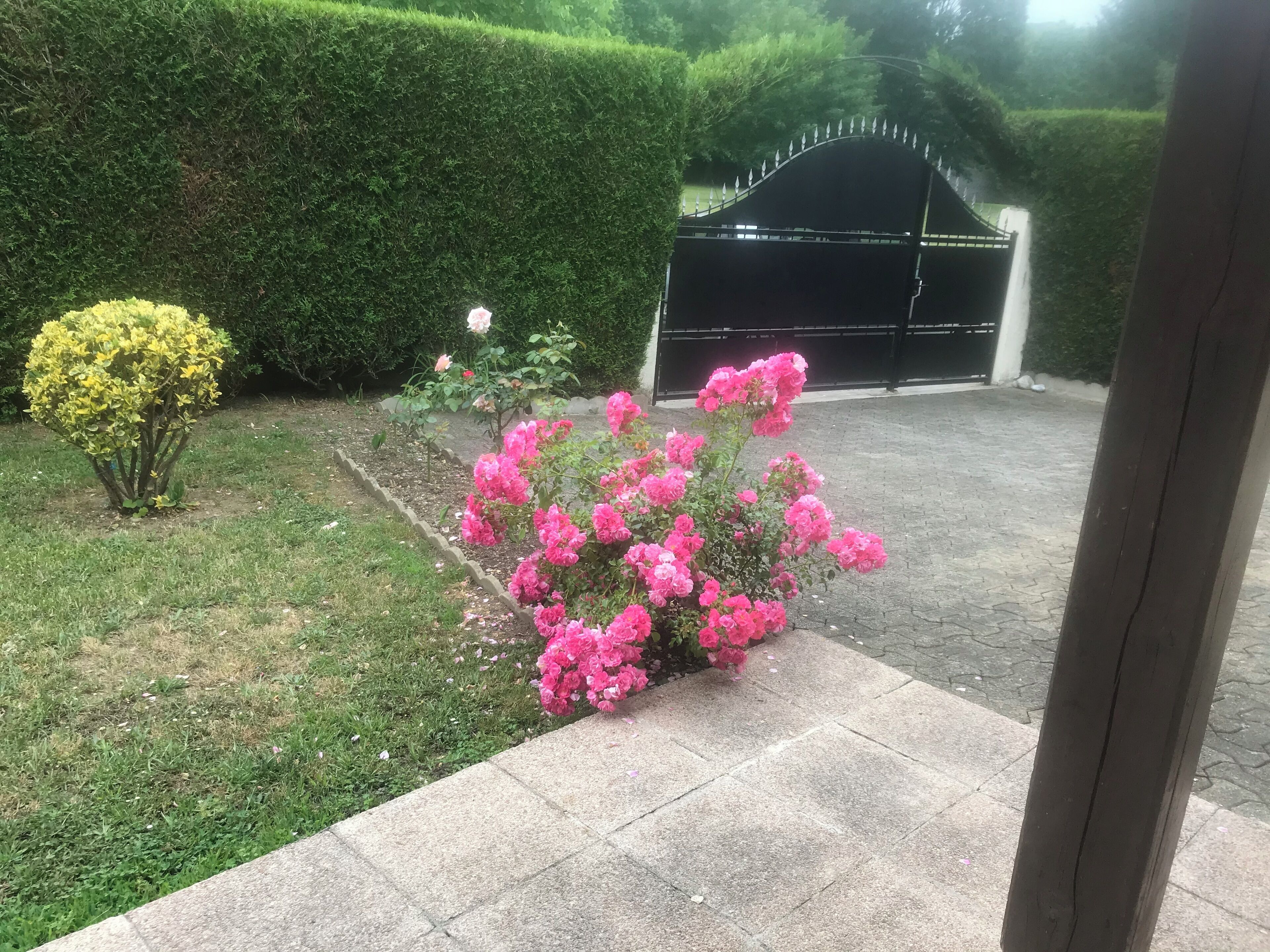 Un jardin avec des fleurs roses et une haie.