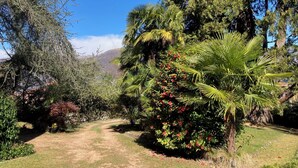 A garden path with various plants and trees, including a palm tree with red flowers. - Villa Giulia apartment Vista Verde 5 min from the lake and town (Porto Valtravaglia)