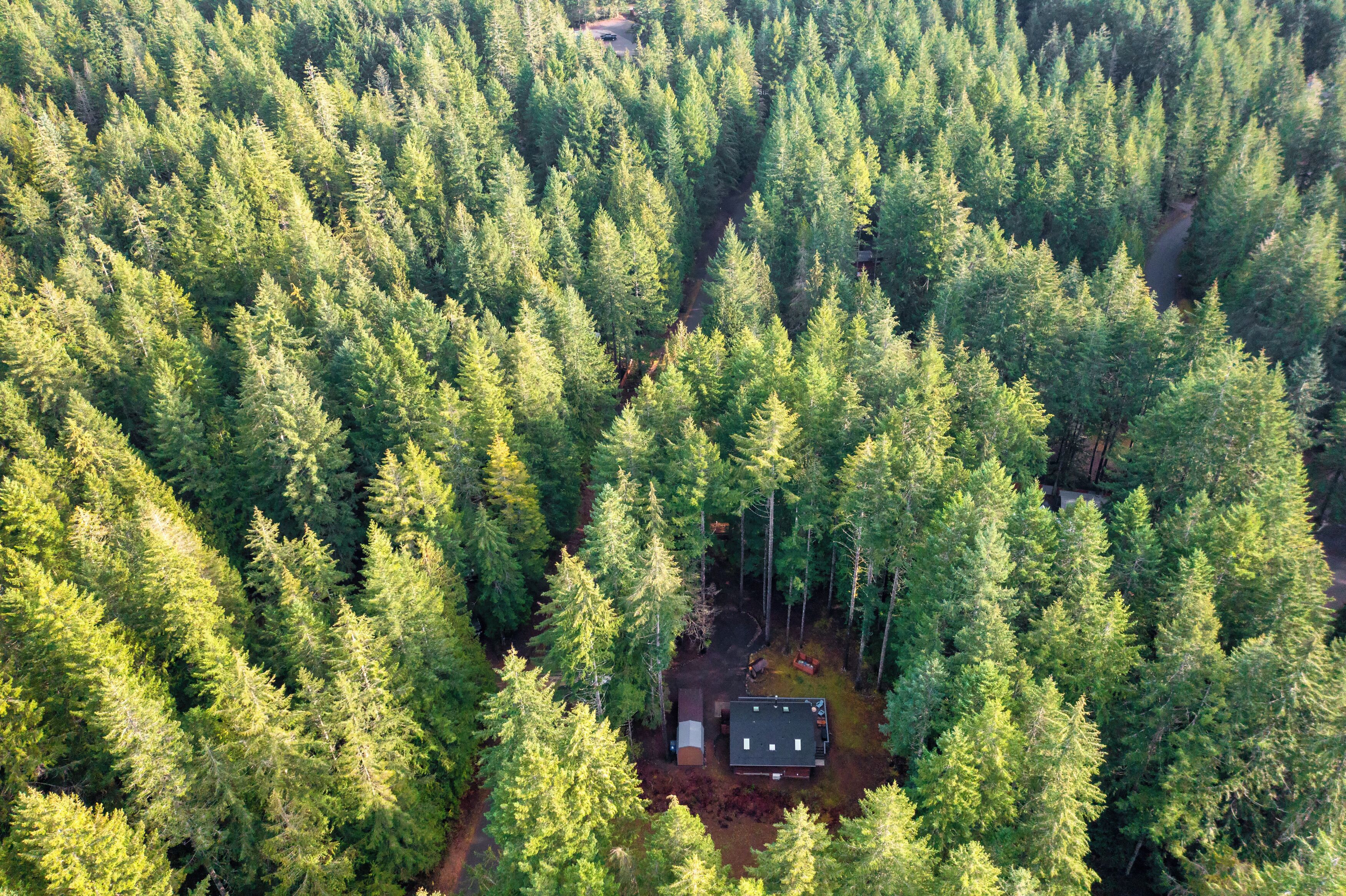 Vue aérienne d’une zone boisée avec une cabane entourée d’arbres denses.