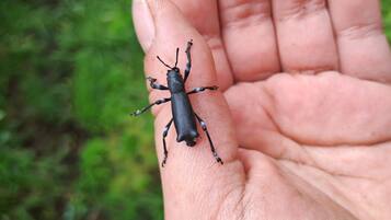 Una mano sosteniendo un escarabajo.