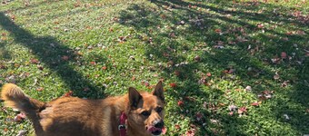 Pine Tree Trail Lodge