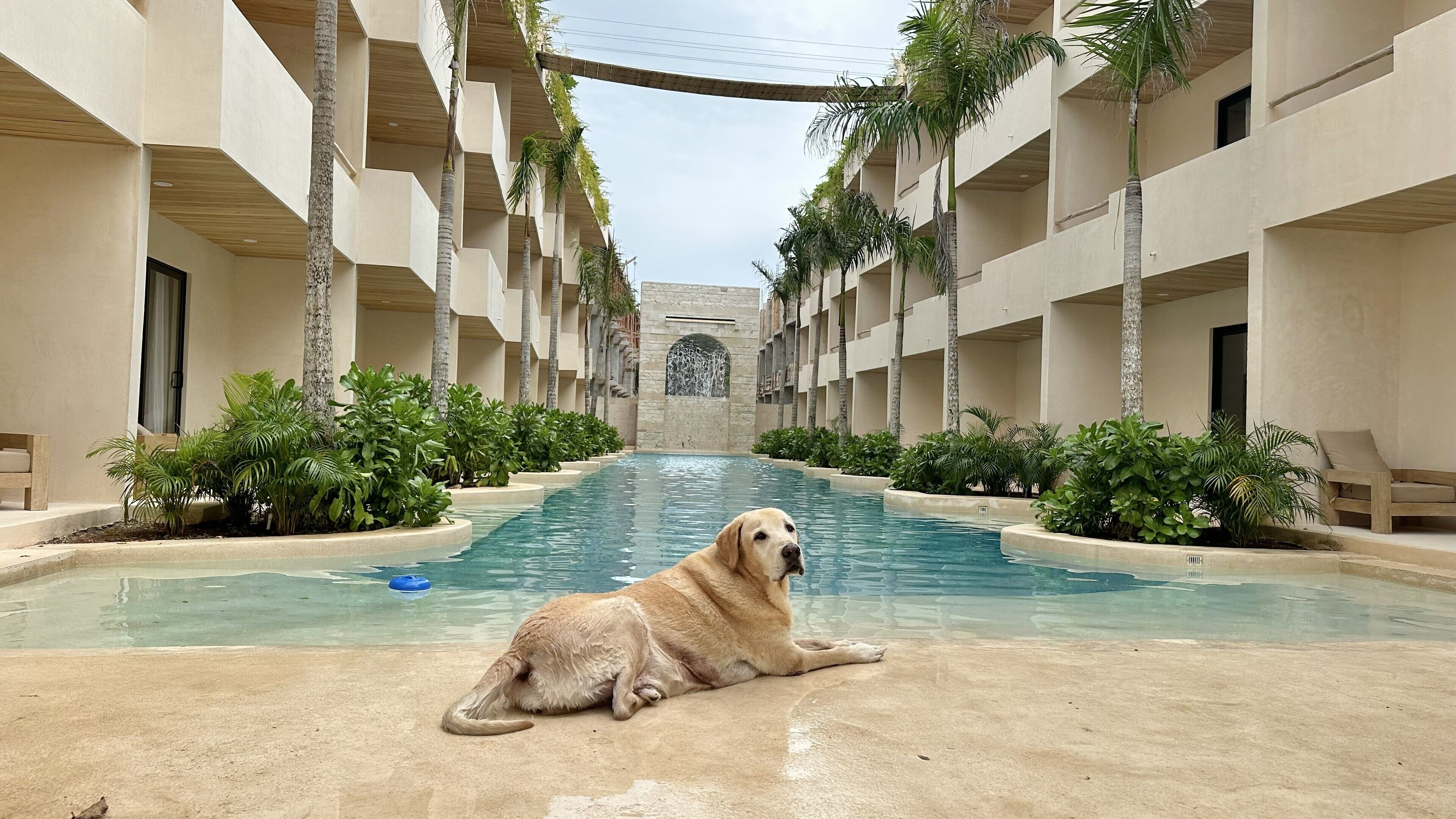 Ein Poolbereich mit einem Hund, der am Rand liegt, umgeben von Palmen und einem Gebäude mit mehreren Balkonen.