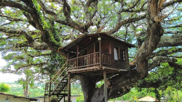 Una casa en los árboles construida sobre un árbol grande, con un muelle de madera y una escalera que sube.