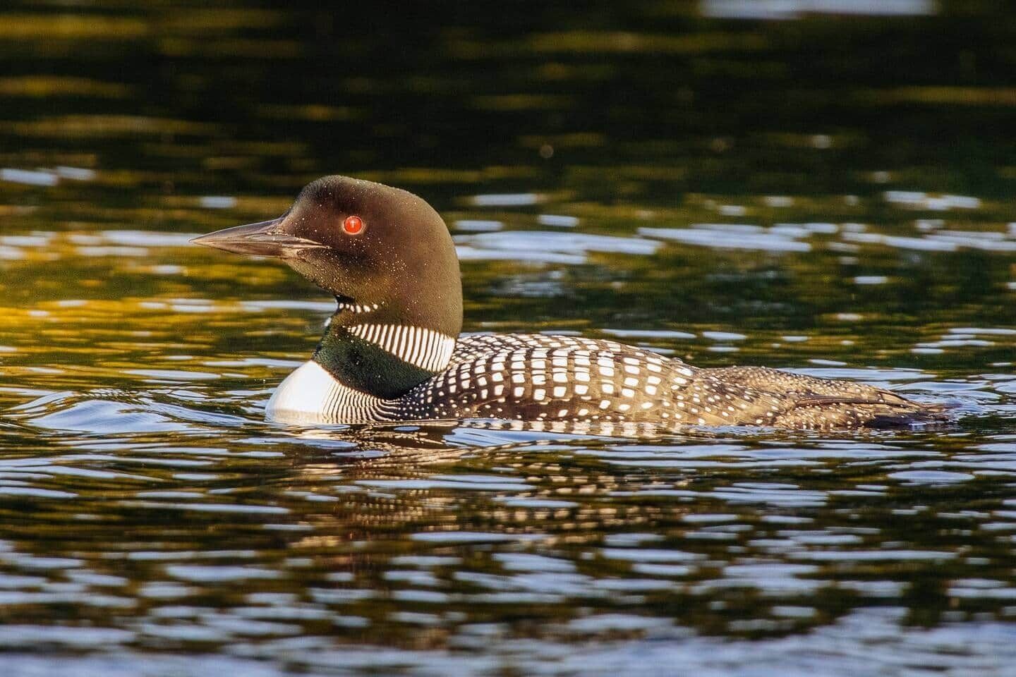 A loon swimming in a body of water.