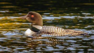 A loon swimming in a body of water.