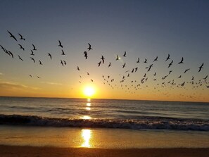 Playa