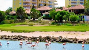 A resort with multiple yellow buildings, a golf course, and flamingos in the water. - Upscale Blue Bay Golf & Beach Suite – Gated Resort – 5 Min Walk to Beach (Sint Michiel)