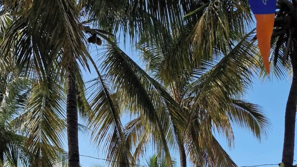 A beach with palm trees, a thatched-roof structure, and a wooden fence. - Upscale Blue Bay Golf & Beach Suite – Gated Resort – 5 Min Walk to Beach (Sint Michiel)