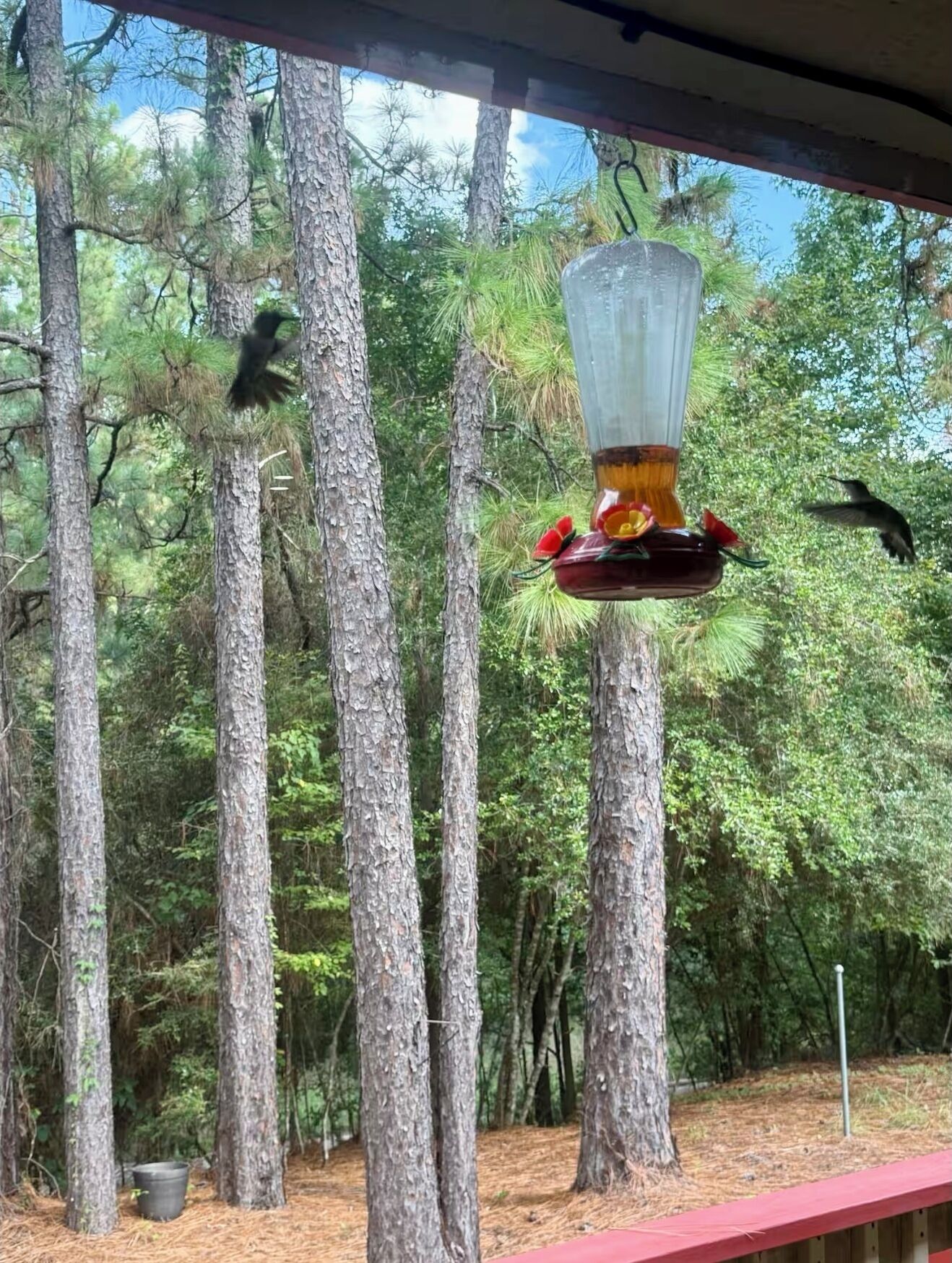 A bird feeder in a forested area with tall trees and a clear sky.