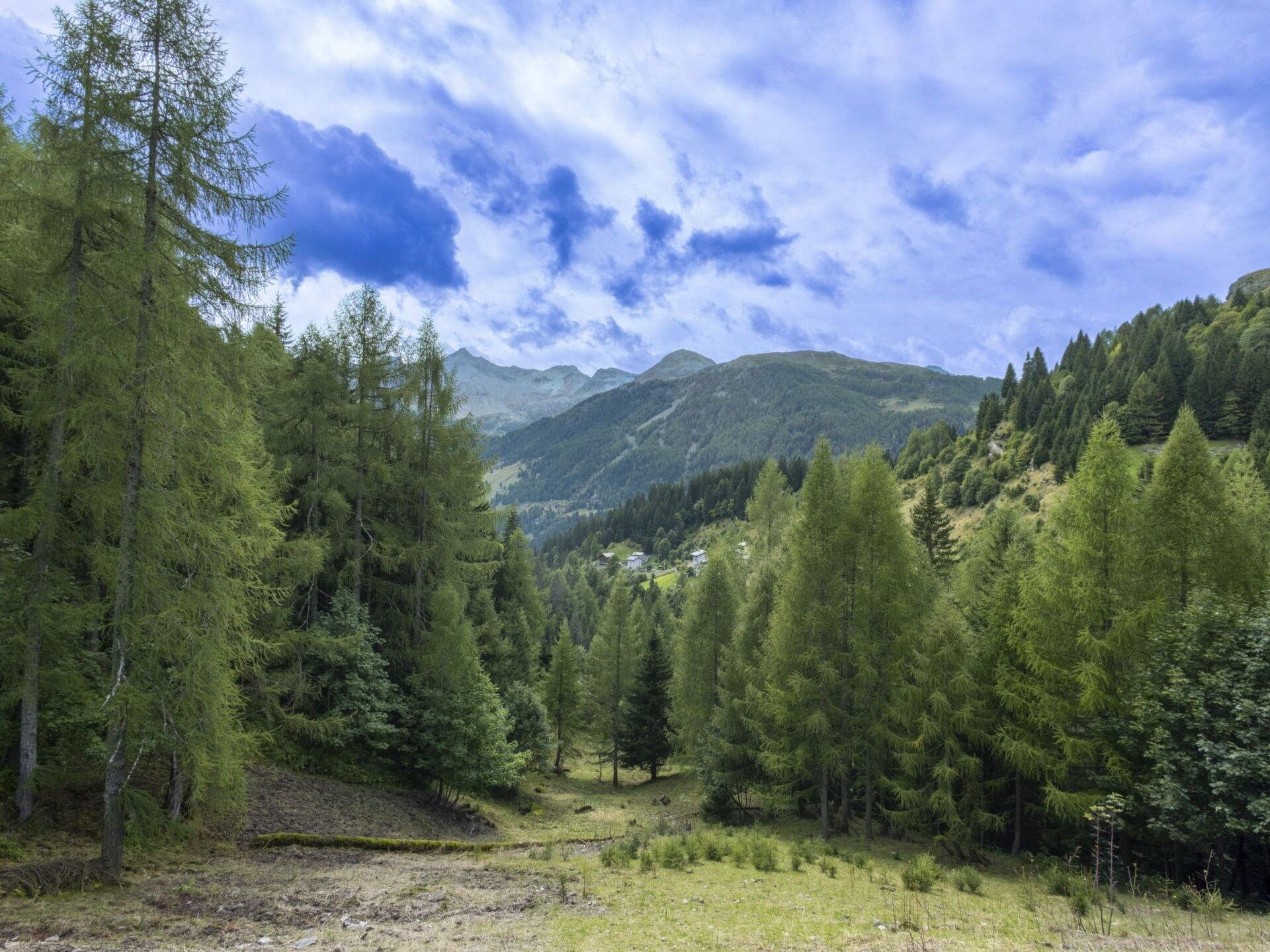 Baum, Bergforms, Berg, Wald, Wildnis, Hochland, Hügel, Bergstation, Lärche