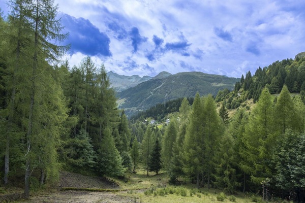 Baum, Bergforms, Berg, Wald, Wildnis, Hochland, Hügel, Bergstation, Lärche