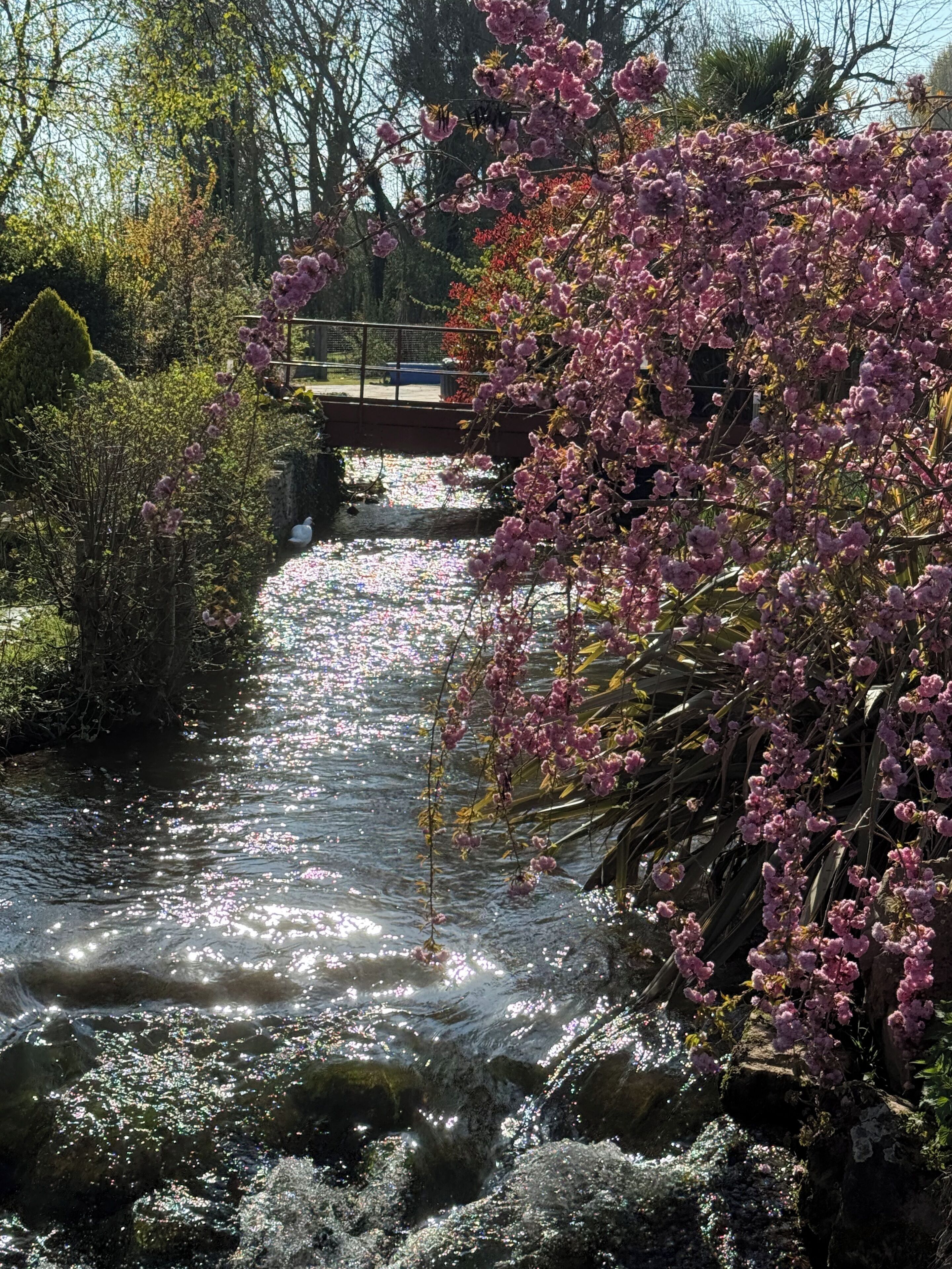 A tranquil stream with pink blossoms, a wooden bridge, and a stone wall.