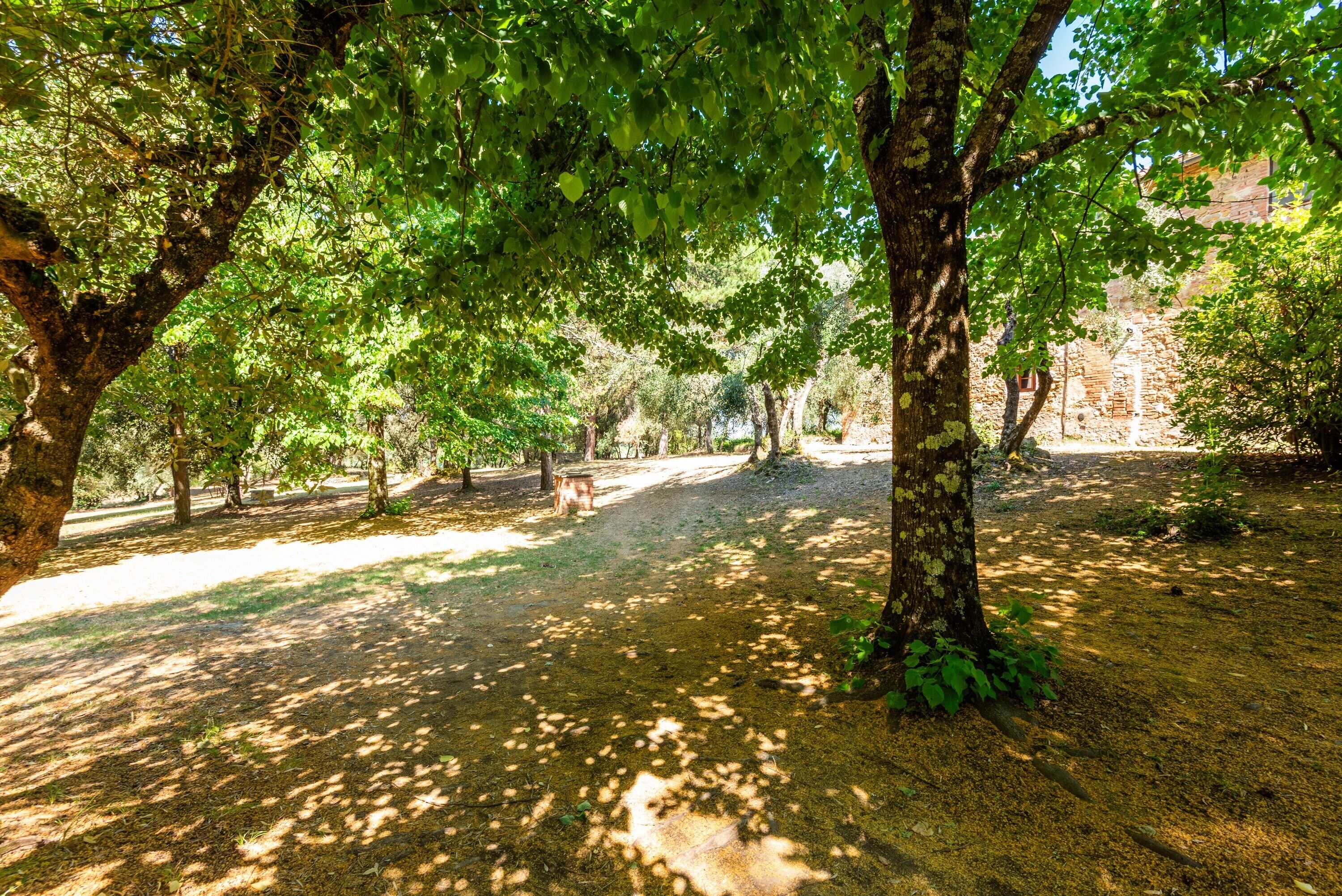 A pathway lined with trees in a park-like setting.