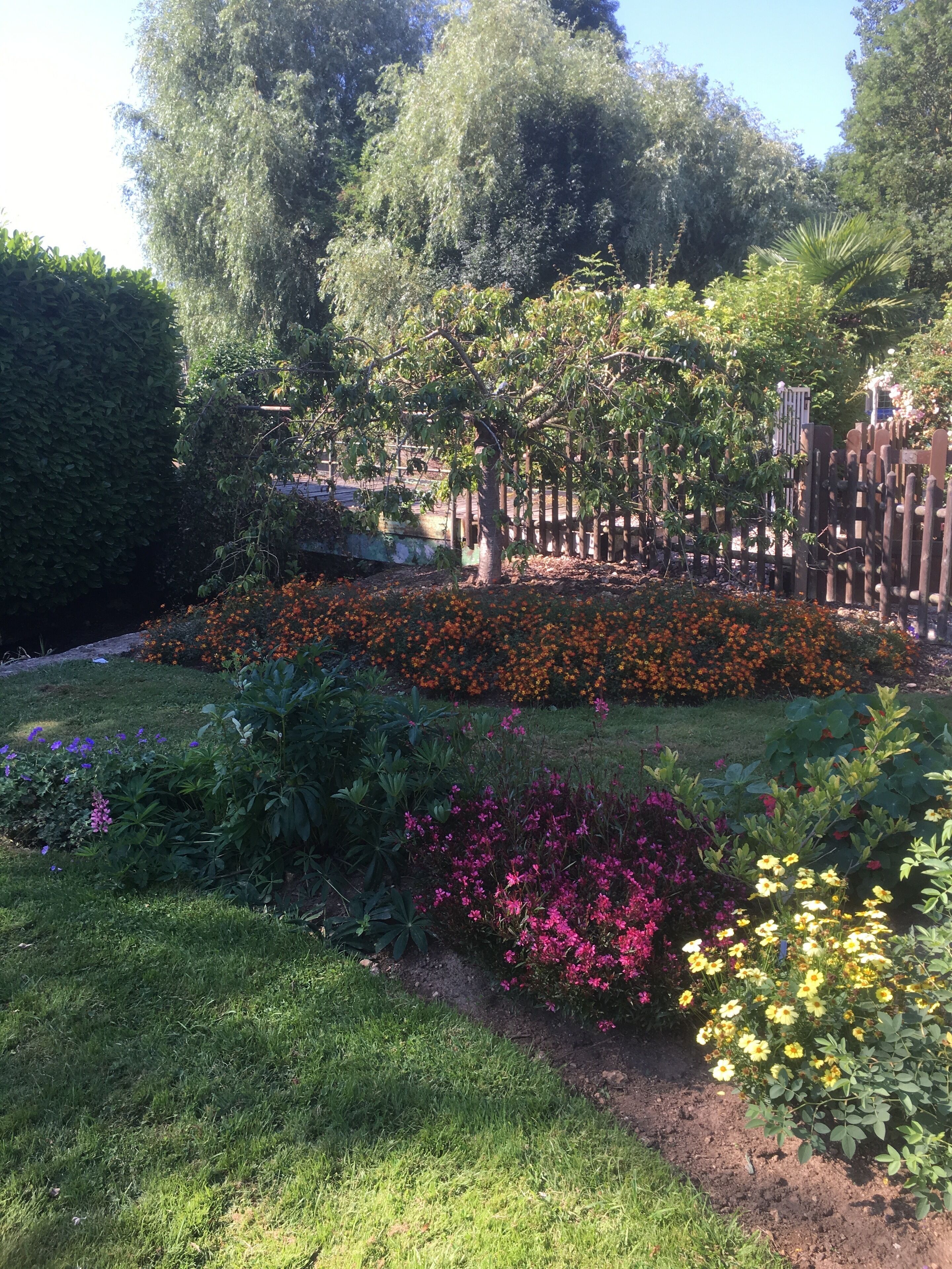 Un jardí amb diverses plantes florals i una tanca de fusta.