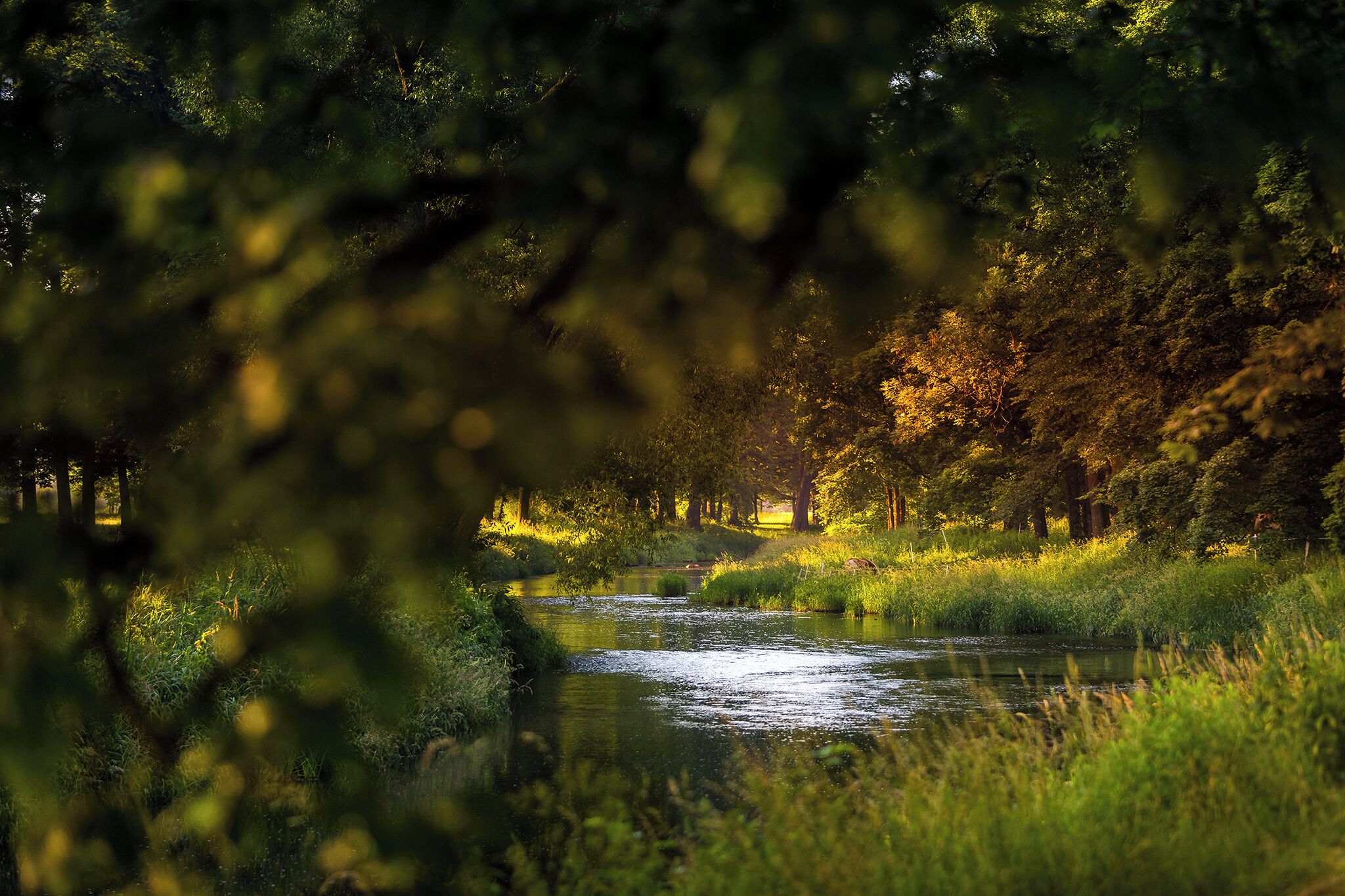 Un río rodeado de abundante vegetación y árboles.