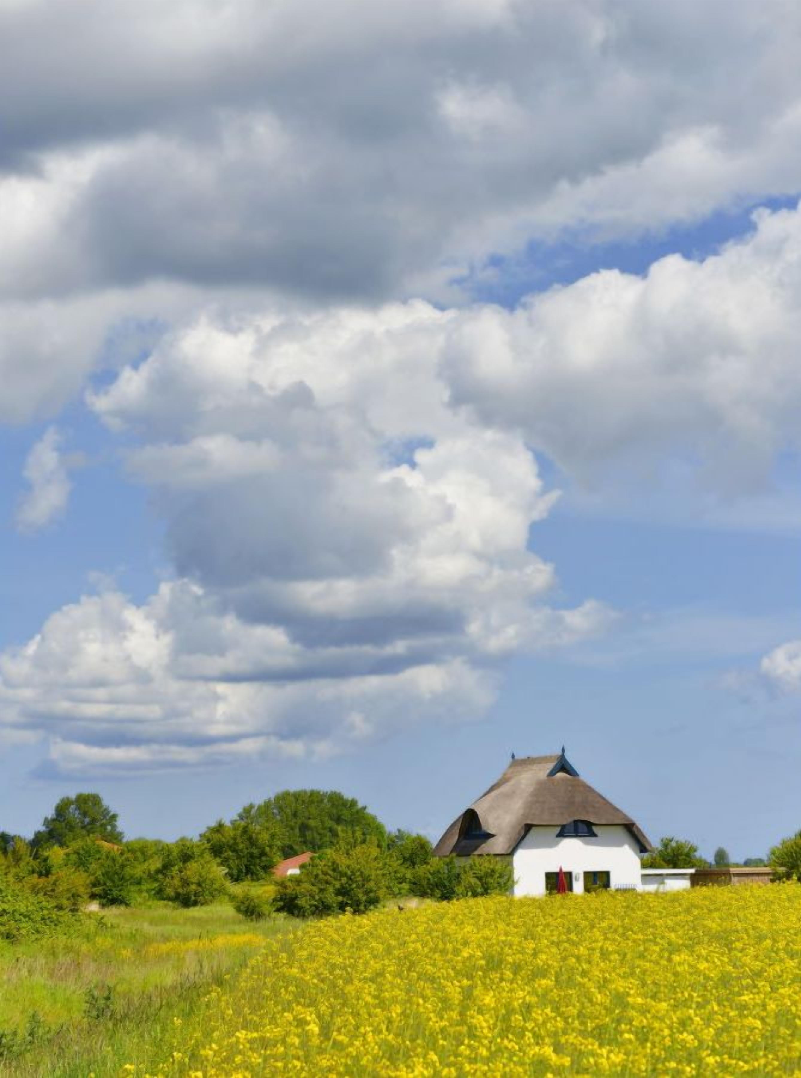 A white house with a thatched roof surrounded by a field of yellow flowers under a partly cloudy sky.