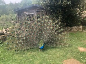 Property grounds - Holiday Home 'Breton Gildas' with Shared Terrace, Shared Garden and Wi-Fi (Bieuzy-les-Eaux)