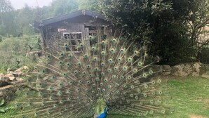 Ein Pfau präsentiert stolz sein prächtiges, ausladenes Schwanzgefieder auf einer Wiese, im Hintergrund ist eine hölzerne Struktur zu sehen.