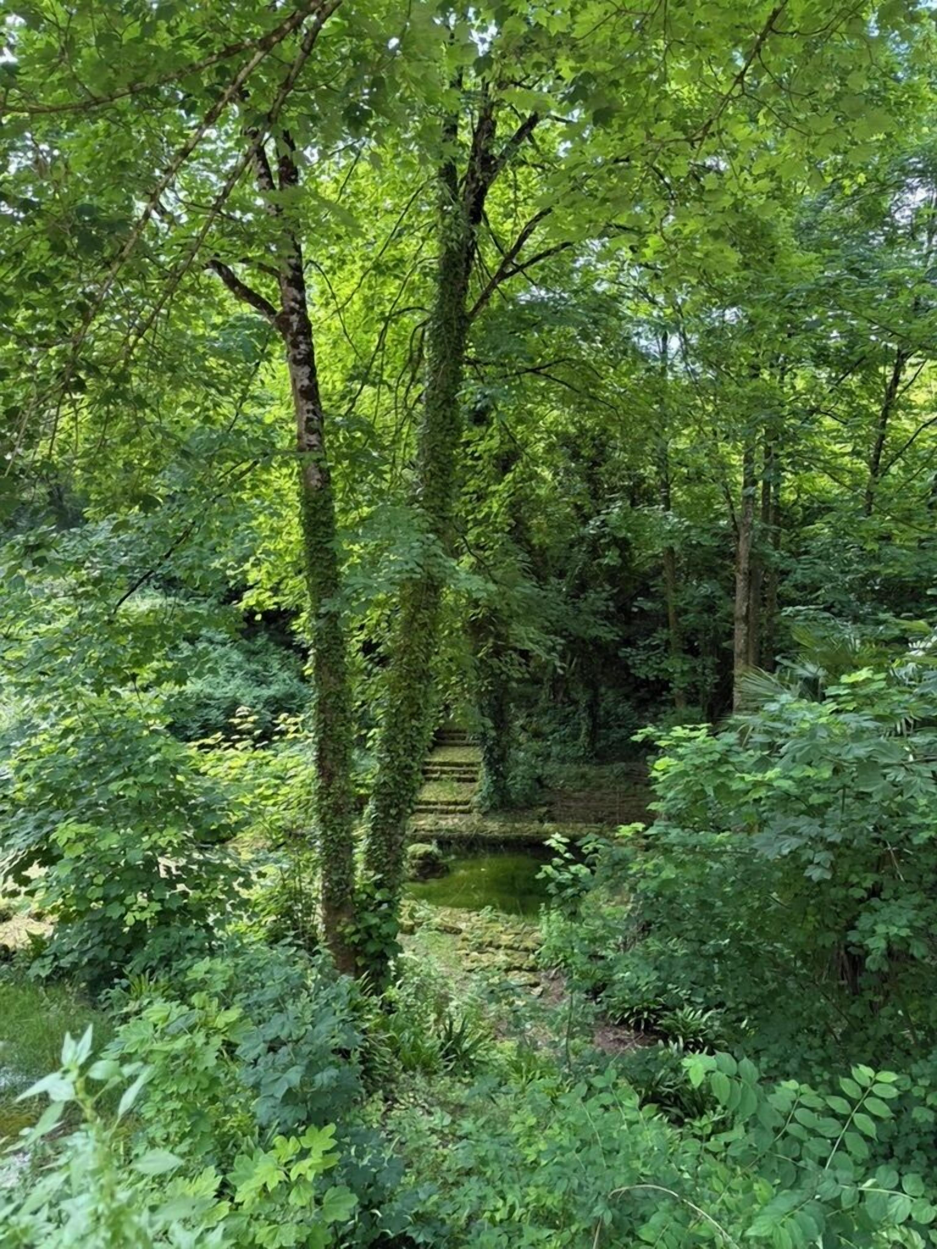 A dense forest with a variety of trees and undergrowth.