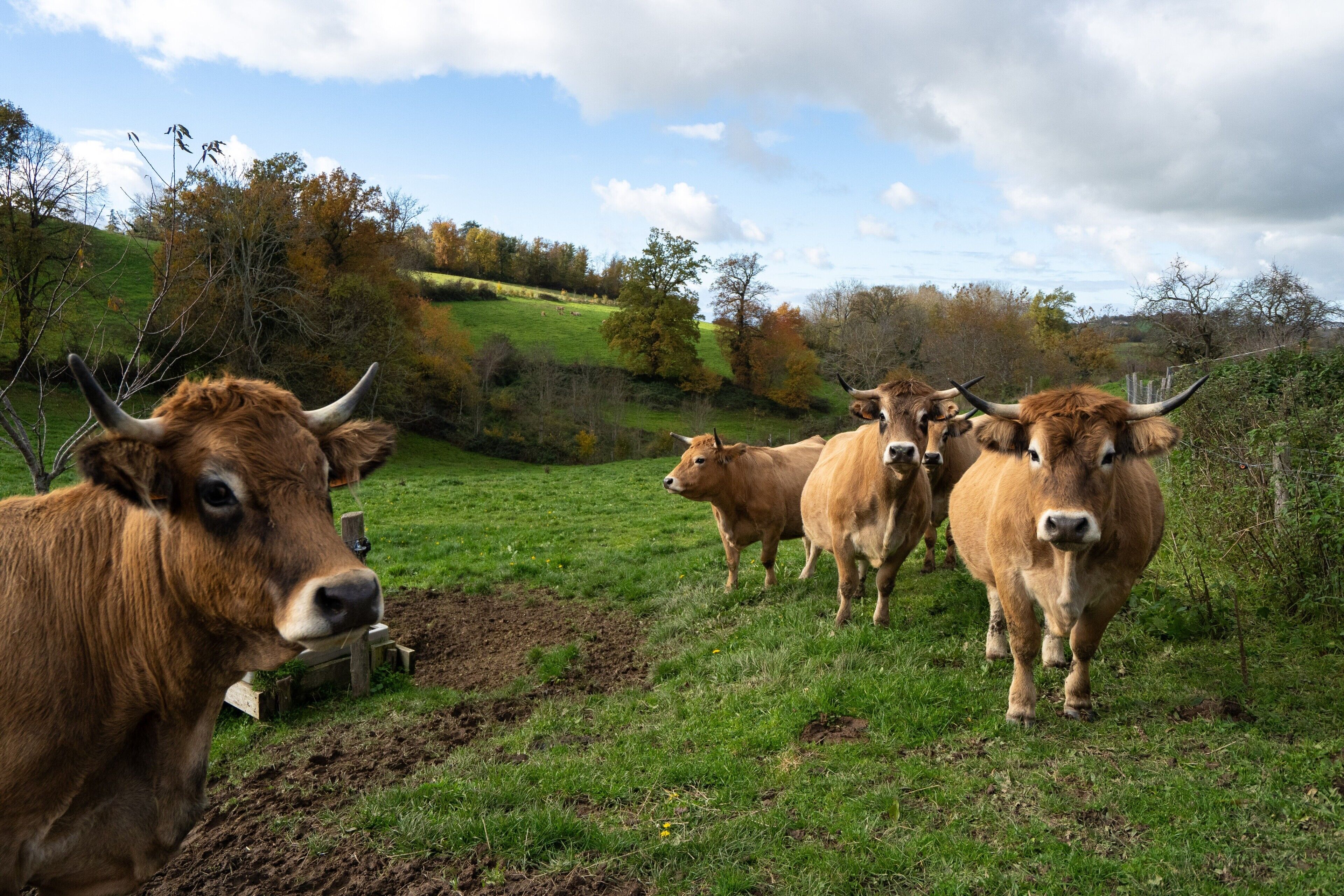 Un troupeau de bovins dans un champ herbeux, avec des arbres et une clôture en bois en arrière-plan.
