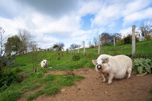 Áreas de la propiedad