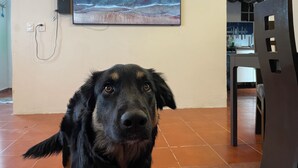 A dog in a room with a tiled floor, a painting on the wall, and a kitchen area in the background.