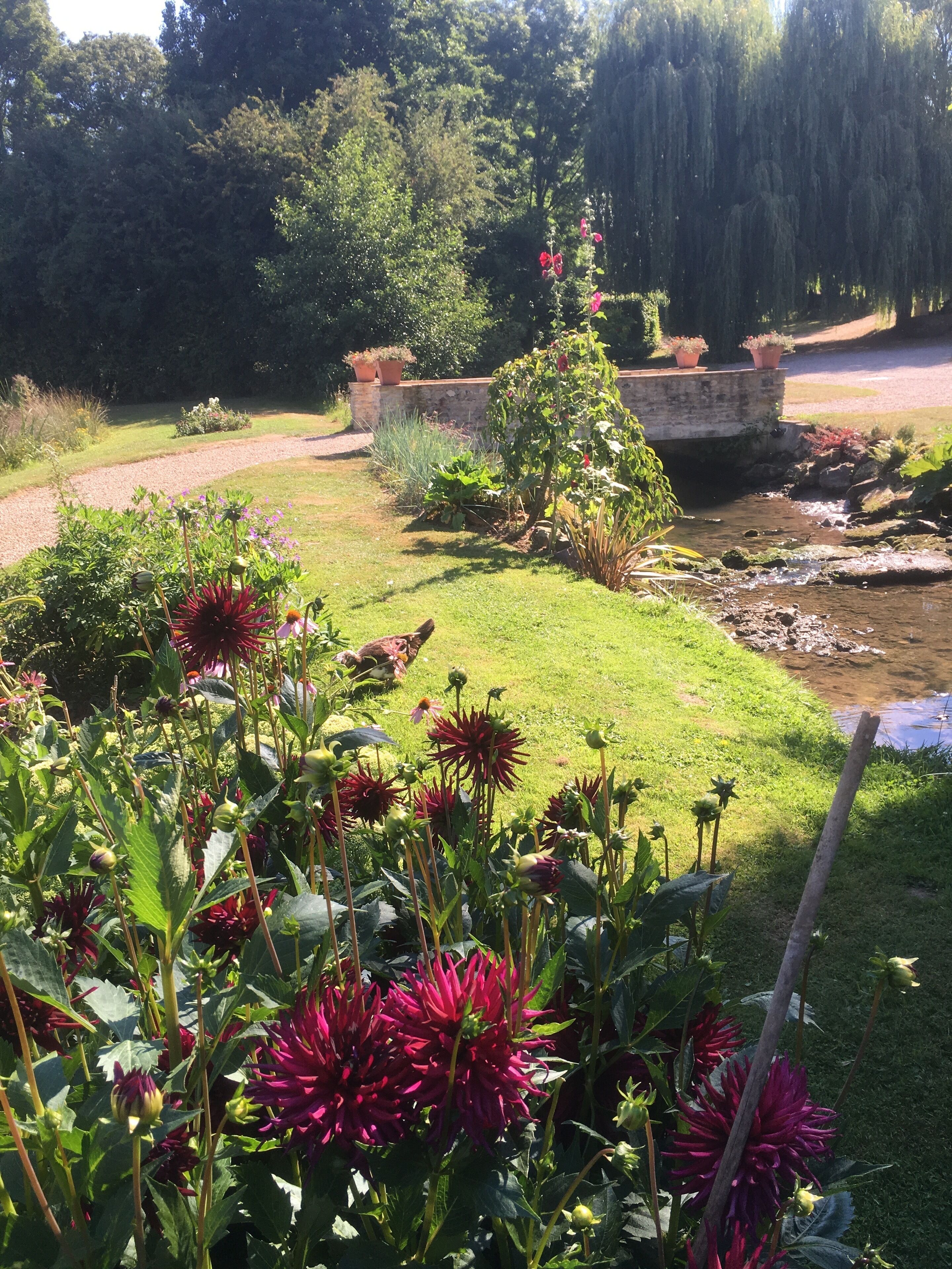 Un jardin avec un petit ruisseau, des plantes en pot et des fleurs en pleine floraison.