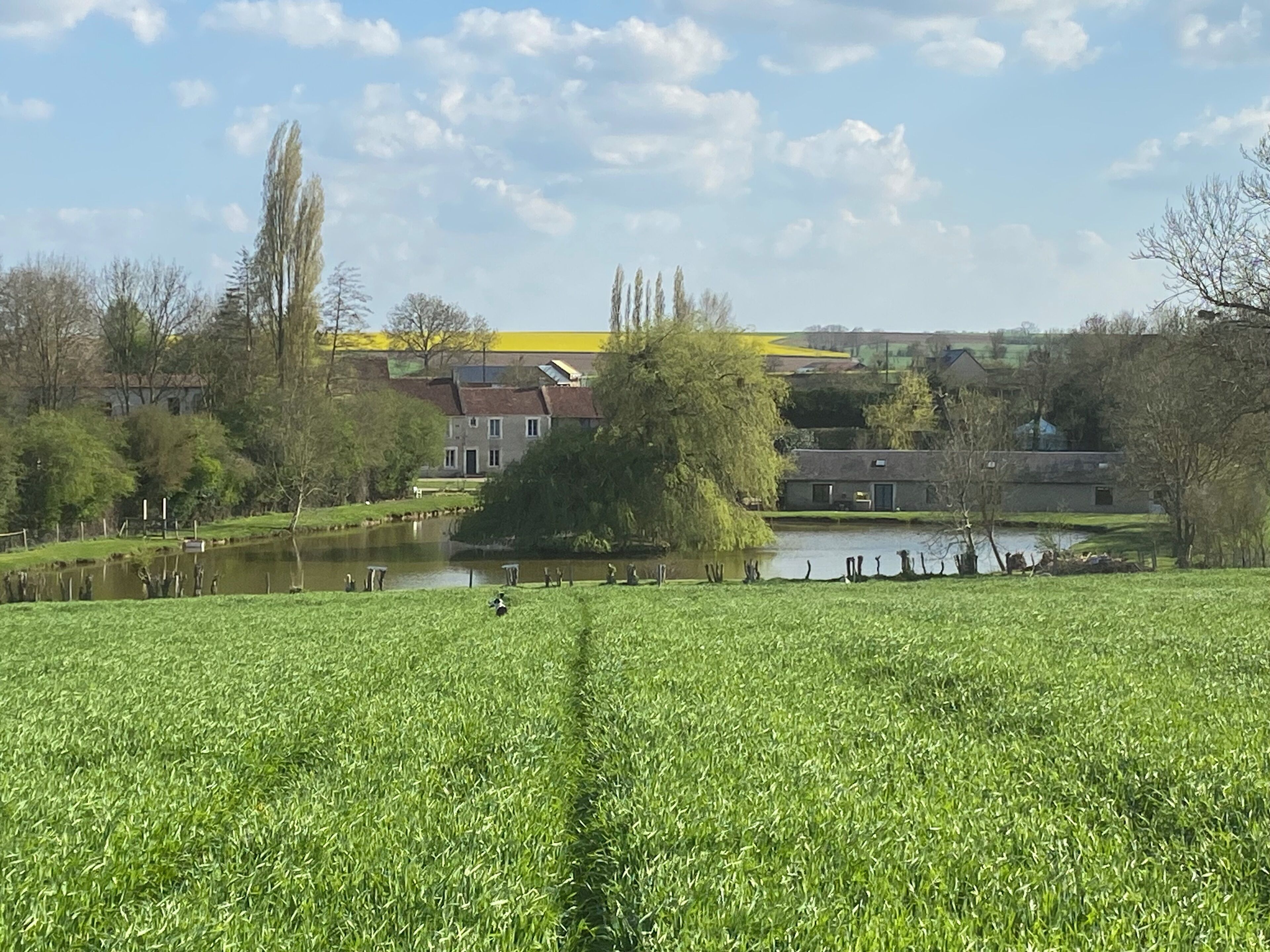 Ländliche Landschaft mit Teich, grünem Feld und Gebäuden im Hintergrund.