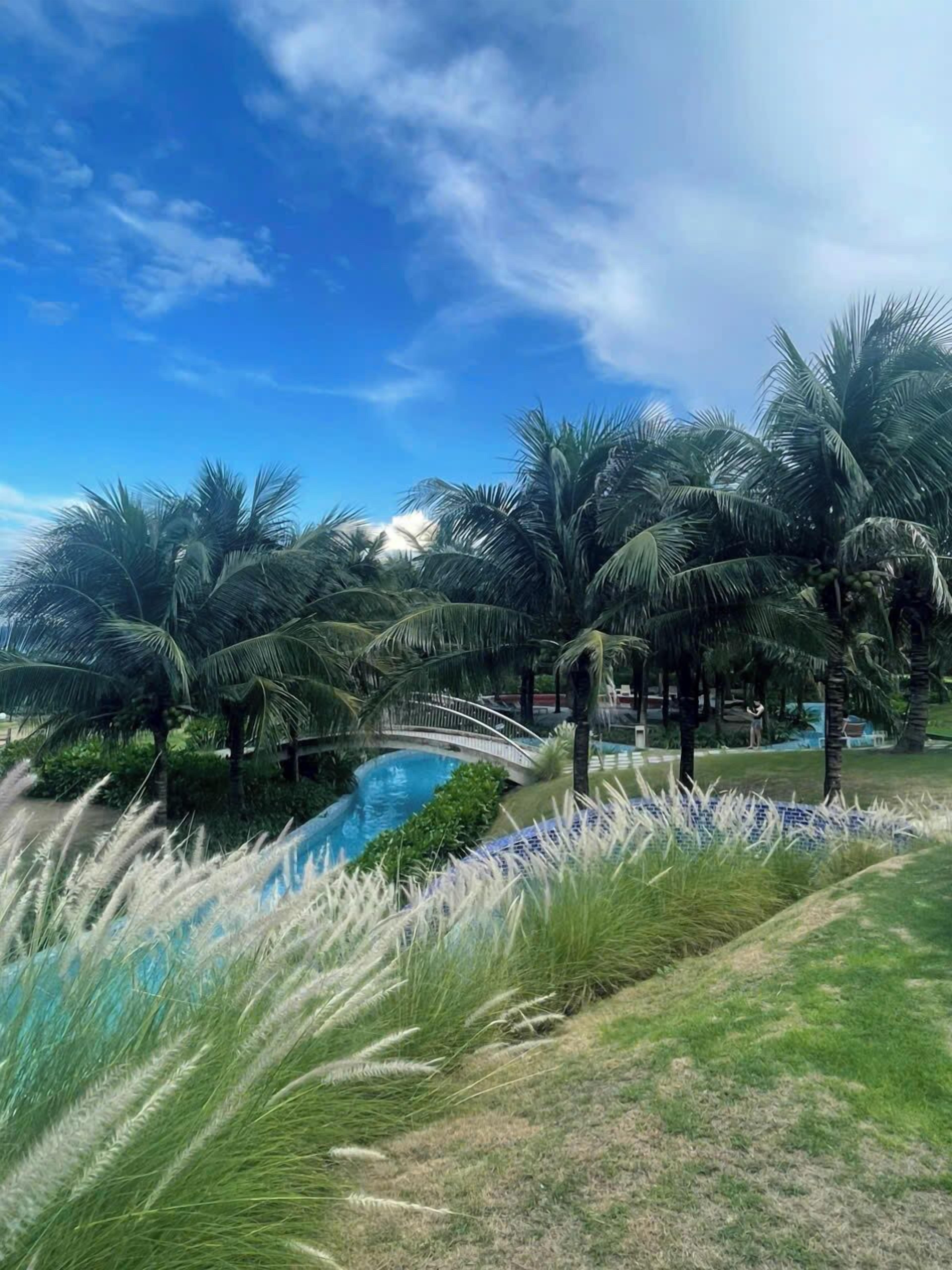 A pool surrounded by palm trees and a clear blue sky.
