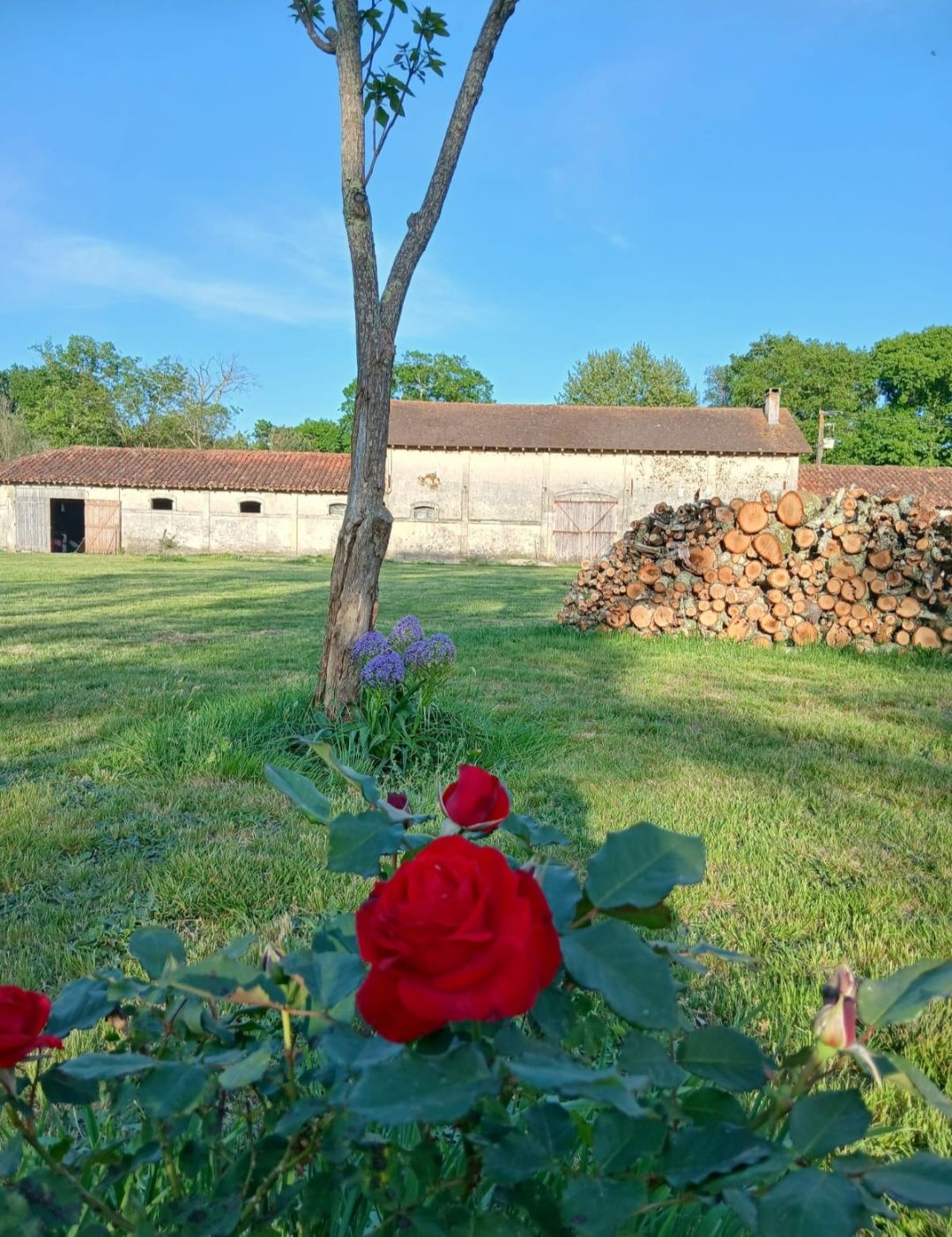 Un bâtiment rustique avec un toit en tuiles, une pile de bois de chauffage et un arbre dans un espace verdoyant.