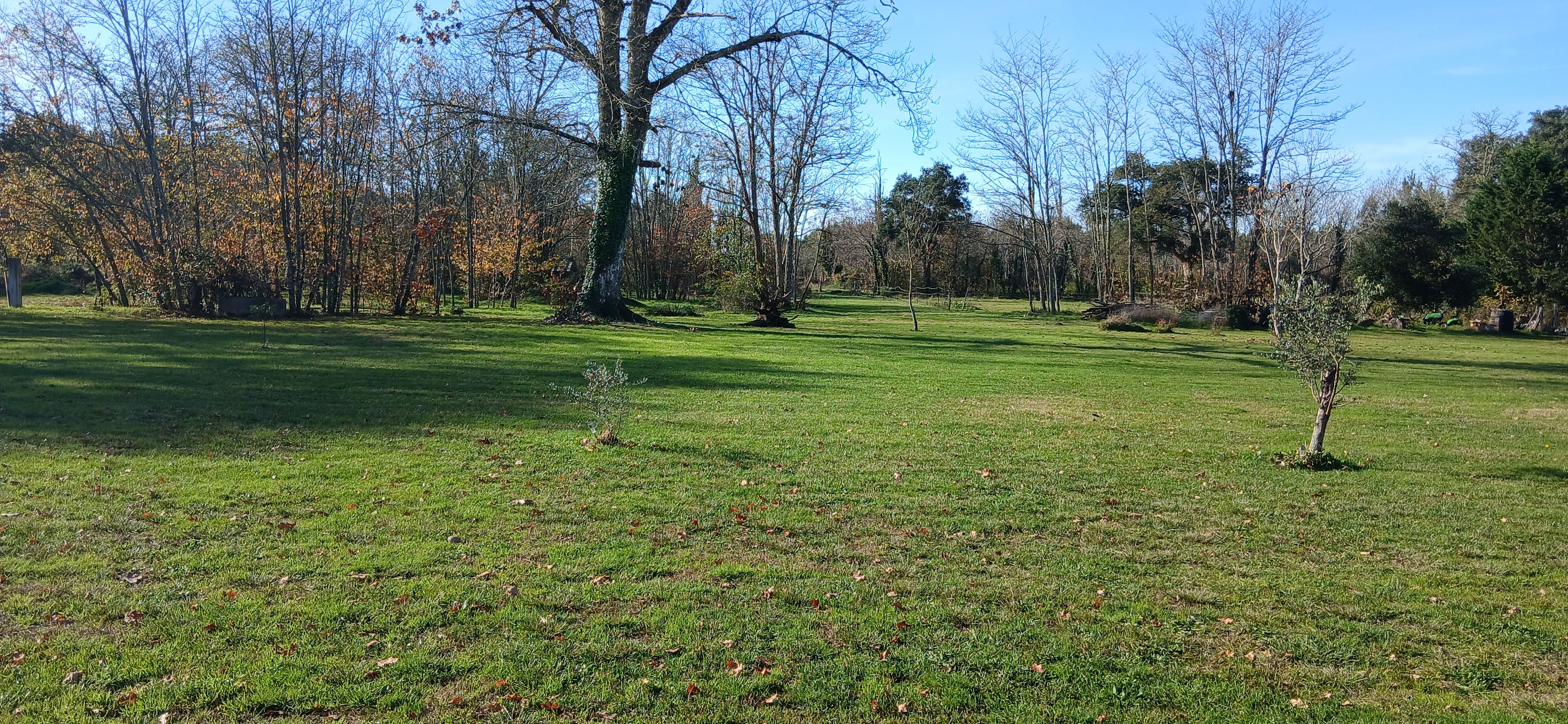 Un campo cubierto de hierba con árboles y un cielo despejado.