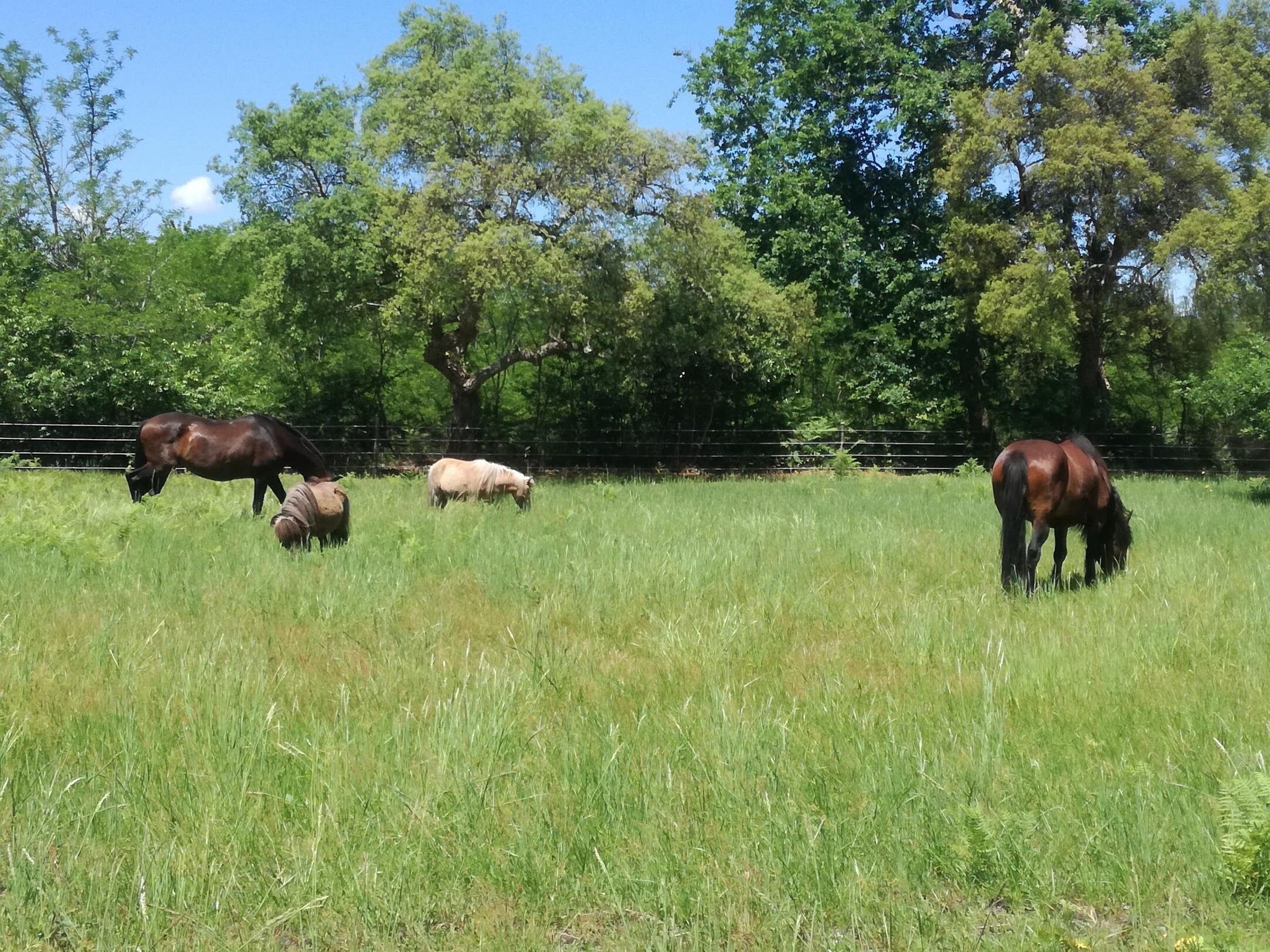 Un campo cubierto de césped con cuatro caballos pastando.
