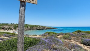 Un cartel de madera con la inscripción "CALAMOSCHE", con vistas a una playa de aguas azules cristalinas y flores púrpuras.