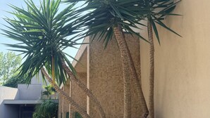 A modern building with a tiled wall, a paved walkway, and two palm trees.