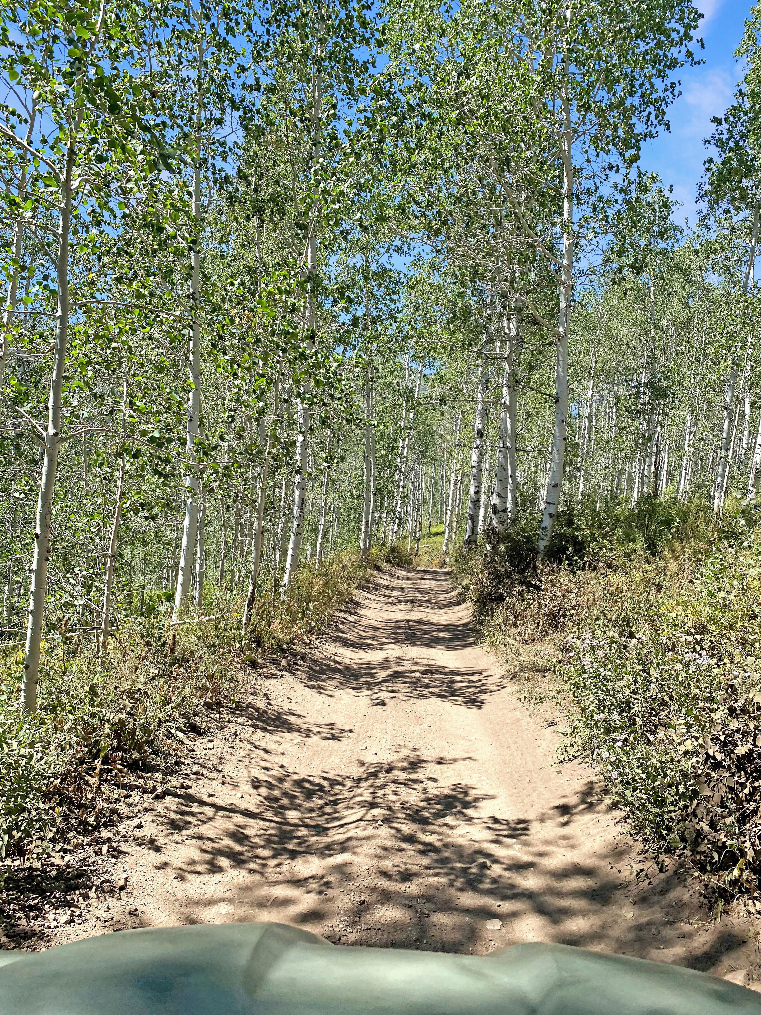 A dirt path flanked by trees in a forested area.