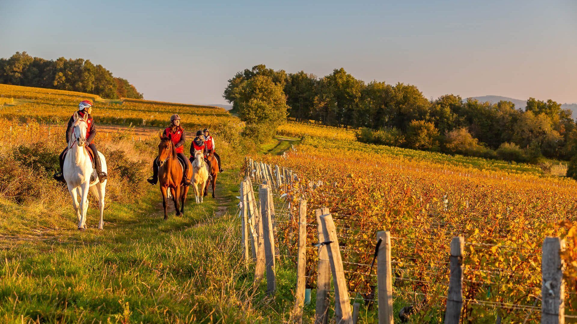 A vineyard with a dirt path and wooden fence.