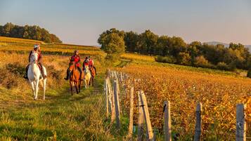 A vineyard with a dirt path and wooden fence.