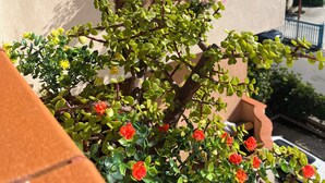 A balcony with potted plants and a window with brown shutters. - Kalon Eidos. The magical place of Ionian Calabria (San Carlo-Condofuri Marina)