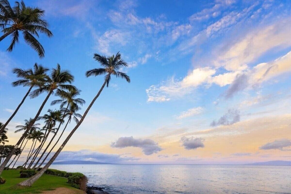 A coastal scene with palm trees and a clear sky.