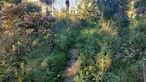 A dirt path leading to a house surrounded by dense vegetation. - Newly built holiday home with a fjord view (Orø)