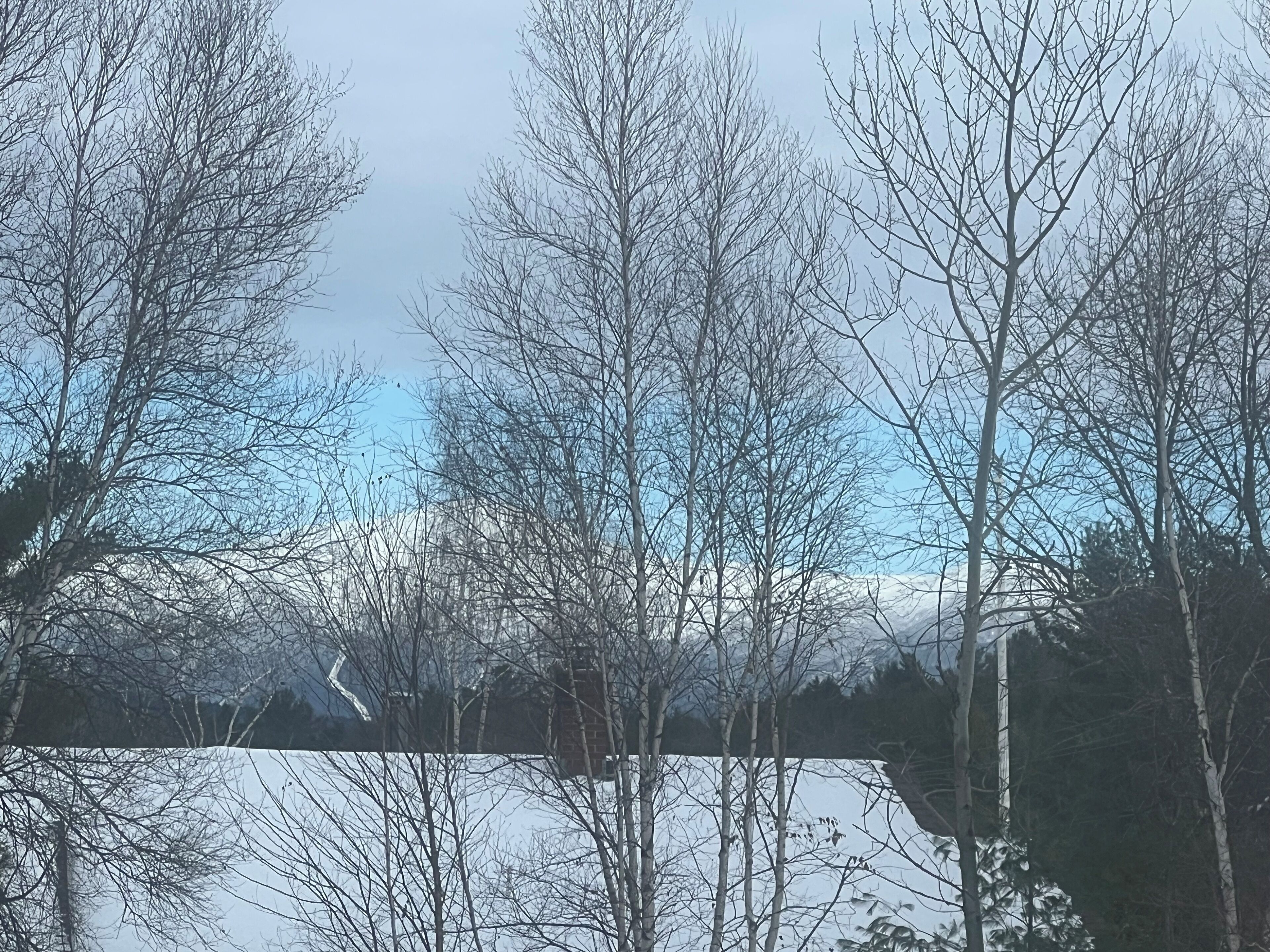 Blick auf kahle Bäume und ein Gewässer, vermutlich ein See oder Fluss, mit blauem Himmel.