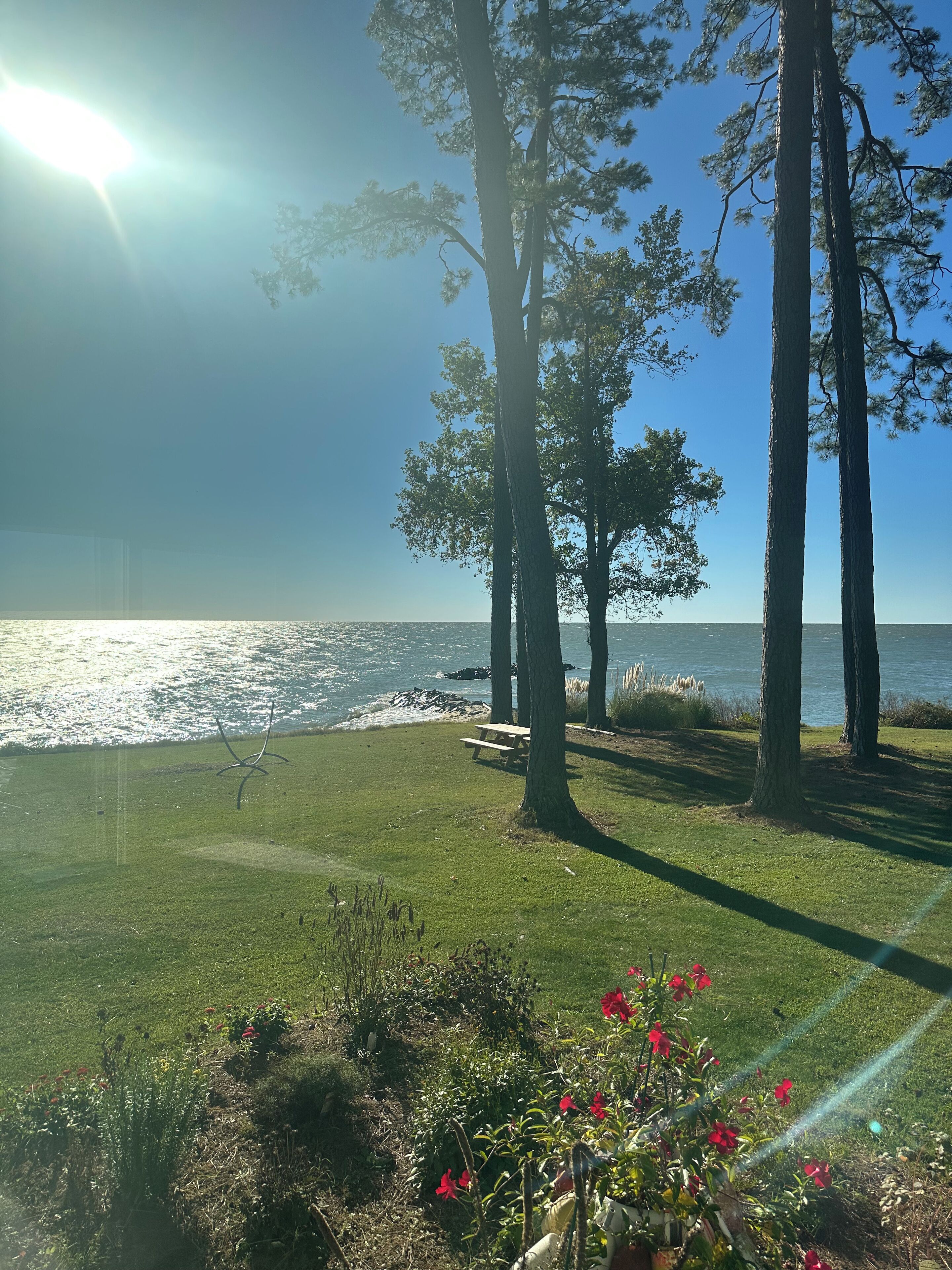 A grassy area with trees and a bench overlooking a body of water.