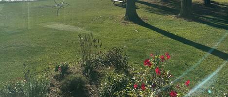 A grassy area with trees and a bench overlooking a body of water.
