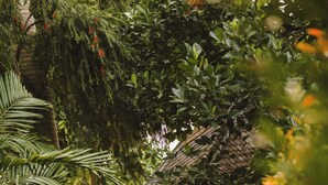 Une petite construction en bois, entourée d’un feuillage et de plantes denses.