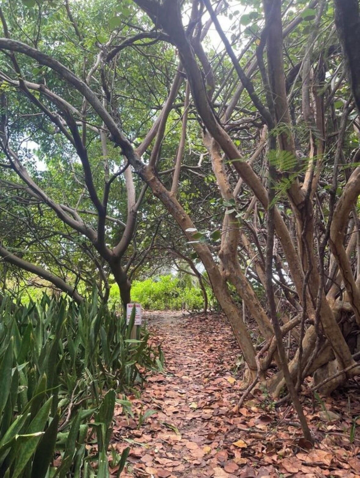 A forested path with dense trees and a narrow trail.