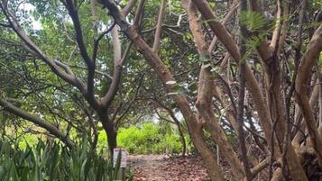 A forested path with dense trees and a narrow trail.